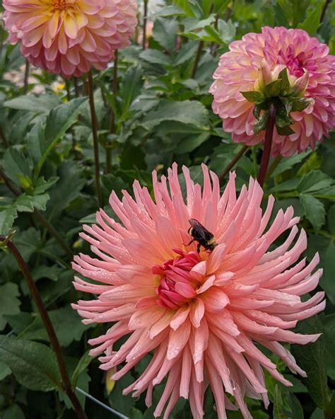 Dahlia Preference Flower Patch Garden Planning Flowers