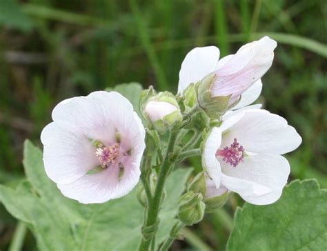 Изображение растения Althaea officinalis. | Plants, Garden