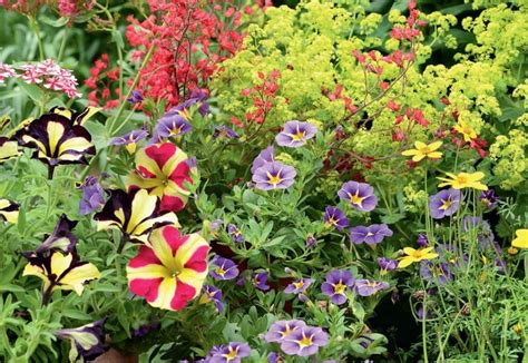 Annual Flowers In The Garden: Where And How To Plant - Best Landscape Ideas