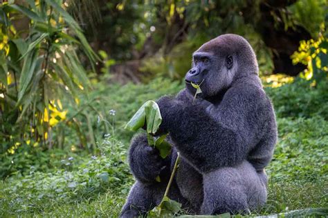 Disney Parks On Twitter Have You Ever Wondered If Disney Gorillas