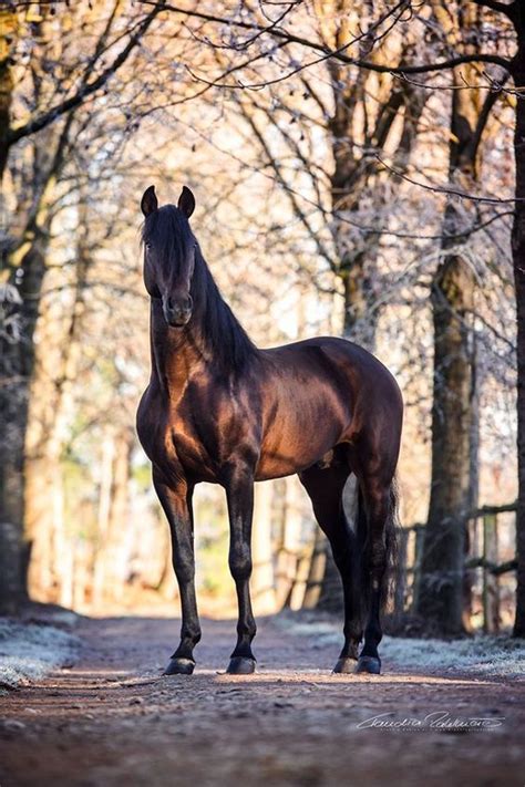 LA POLO | Fotografie di cavalli, Cavalli selvatici, Razze equine