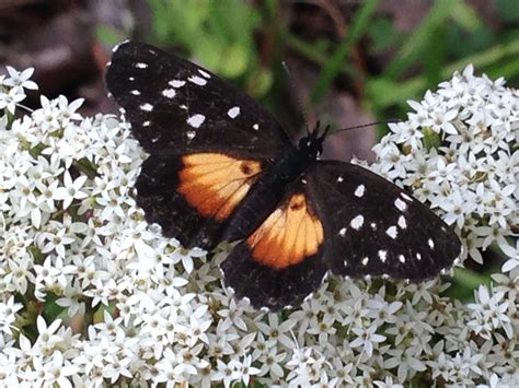 Mariposa parche rosita Polinizadores diurnos del Jardín Botánico