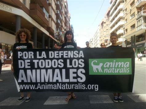 Manifestaci N Antitaurina En Alicante Por Unas Hogueras De S