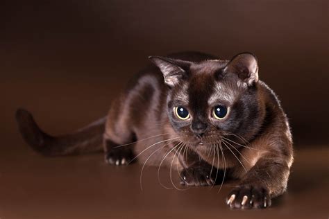 Burmese Burmese Cat Chocolate Color View Hd Wallpaper Милые котики