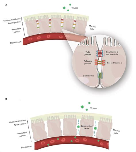 A Junctional Complex In Epithelial Cells The Magnification Shows