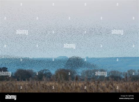 Starling; Sturnus vulgaris Flock Murmuration Somerset; UK Stock Photo - Alamy