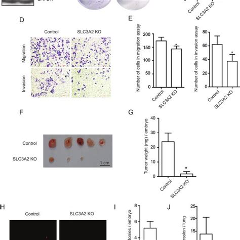 Slc3a2 Deficiency Suppressed The Migration And Invasion In Bgc 823