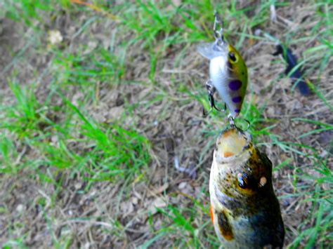 Час X воблеров Renegade