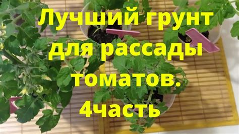 Лучший грунт для рассады томатов - YouTube