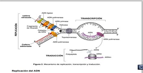 Procesos Geneticos Replicacion Transcripcion Y Traduccion