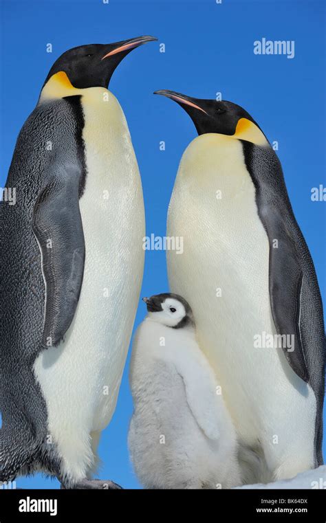 Emperor Penguin Aptenodytes Forsteri Chick Between Two Adults Antarctica Snow Hill Island