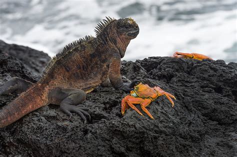 Marine Iguana Photograph By John Shaw