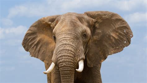 Elephant On The Loose After Escaping Circus In Butte Montana