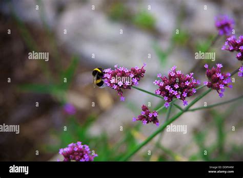 Honey Bee On Wildflowers Stock Photo Alamy