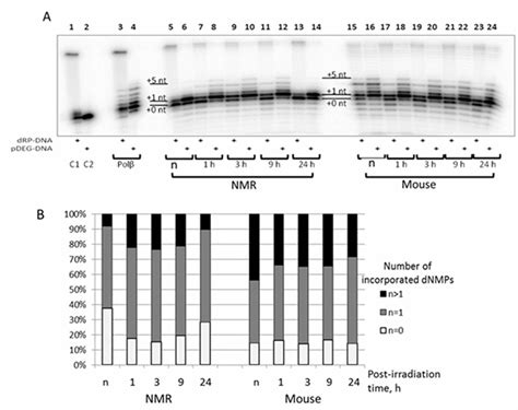 Naked Mole Rat Cells Display More Efficient Excision Repair Than Mouse Cells Figure F Aging