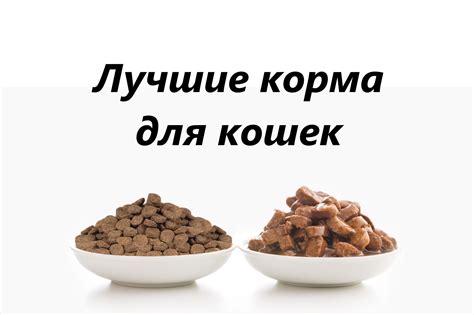 ТОП-24 лучших кормов для кошек в 2023: бюджетные, хорошего качества ...