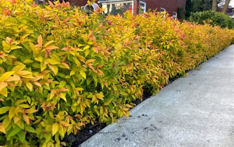 Goldflame Spirea Spiraea X Bumalda Goldflame Canada