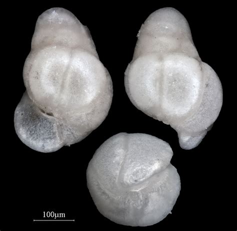 Rotaliatina Bulimoides Bad Freienwalde Germany Rupelian Oligocene