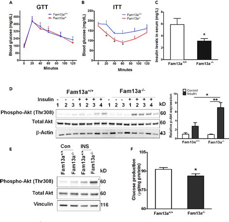 Figure From Fam A Represses Ampk Activity And Regulates Hepatic