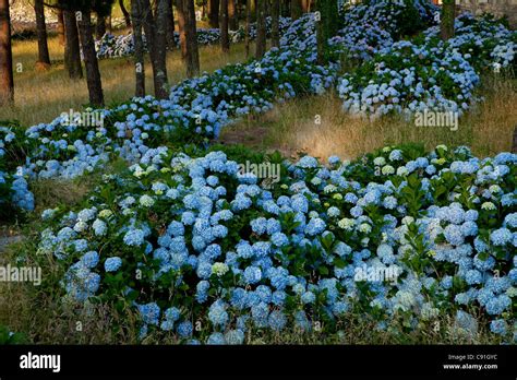 Hortensias Azules Entre árboles La Playa De Estorde En La Provincia