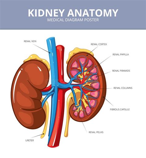 Kidney Medical Vector Diagram Poster Stock Vector - Illustration of ...