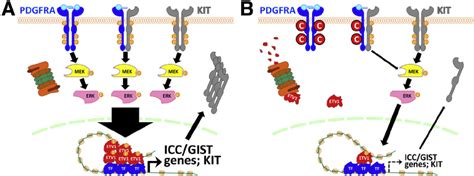 Proposed Mechanism Of Pdgfra Inhibition Mediated Cytostasis In Kit