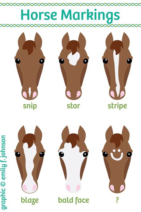 Horse Face Markings Chart Horse Markings Horse Face Horse Color Chart