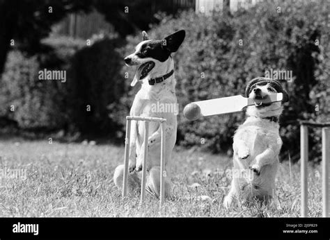 Dogs That Work During The Weekend Busking In Londons West End Are