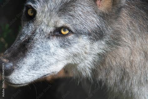 Grey Wolf With Yellow Eyes