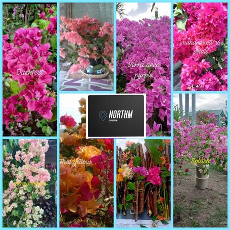 Bougainvillea Flower Seed Shopee Philippines