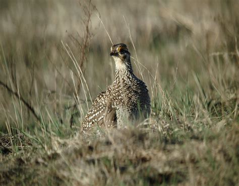 Sharp Tailed Grouse Laura Erickson Flickr