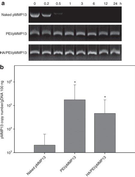 Stability Of PMMP13 In Vitro And In Vivo A Naked PMMP13 PEI PMMP13