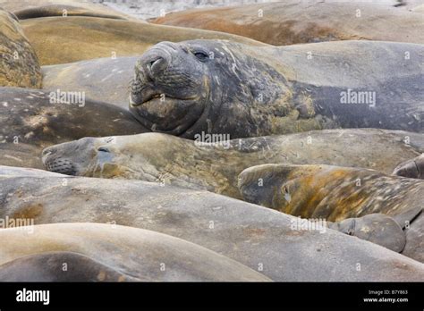 Elephant Seals Sea Lion Island Falkland Islands Stock Photo Alamy