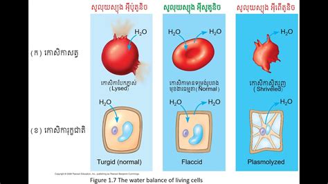 Animal And Plant Cell Hypotonic Isotonic And Hypertonic Solution And Ph