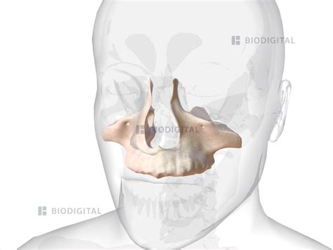 Maxilla | BioDigital Anatomy