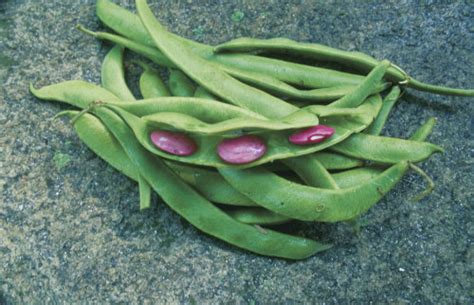 Plant Some Runner Beans Fine Gardening