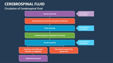 Cerebrospinal Fluid Powerpoint Presentation Slides Ppt Template