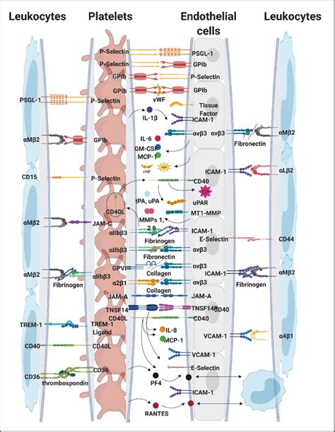 Platelet Receptors And Interactions With Inflammatory Molecules