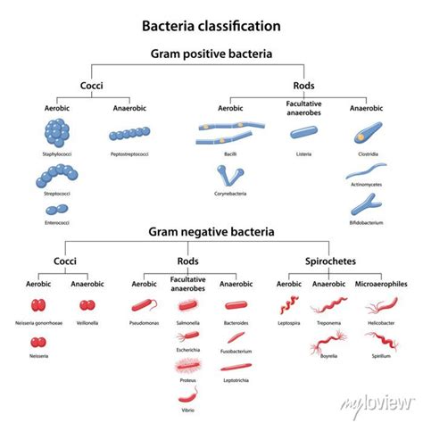 Classification Of Bacteria By Type Of Respiration Aerobic Anaerobic