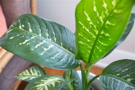 Dieffenbachia Dumb Cane Plant Care And Growing Guide