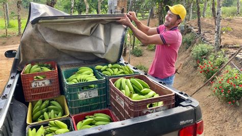 Mais Uma Venda De Bananas Realizada Sucesso Youtube