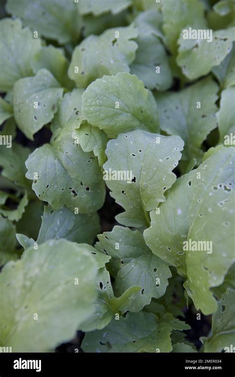 Congested Seedlings Hi Res Stock Photography And Images Alamy