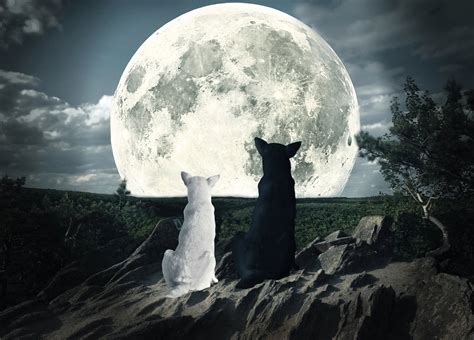 Let’s Feed the Right Wolf