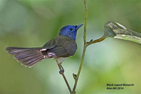 Black-naped Monarch – Birds of Singapore