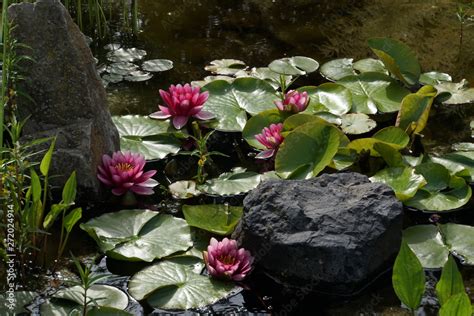 Foto De Rote Seerosen Nymphea Hybride Im Gartenteich Do Stock Adobe