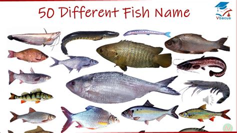 Vbacus Fish Vocabulary L Fishes Name In English With Pictures L Sea