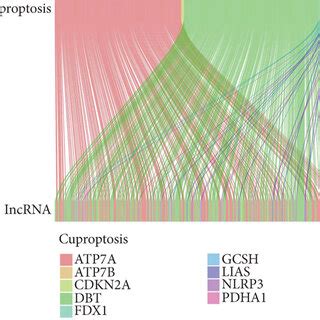 The Correlation Between Cuproptosis Related Genes And Lncrna