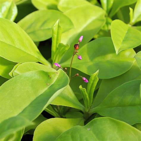 ハゼラン 爆蘭 Talinum Paniculatum 花言葉，毒性，よくある質問 Picturethis