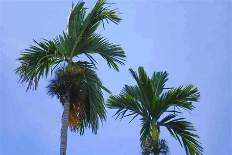 How Long Do Queen Palms Live