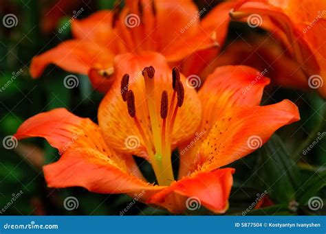 Tiger Lilly Stock Photo Cartoondealer